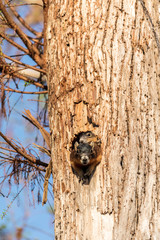 Baby Fox squirrel kit Sciurus niger peers over the top of its mother in the nest