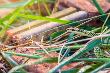 Cute golden tree snake (Chrysopelea ornata) is slithering on cluttered grass. Chrysopelea ornata is...