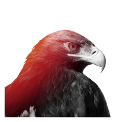 Golden eagle, Aquila chrysaetos, black and white photo.