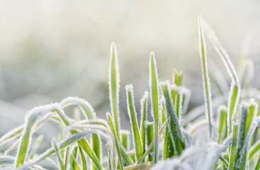 Frozen morning grass