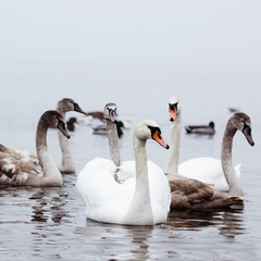 Obraz premium Beautiful white elegant swans bird on a foggy winter river.