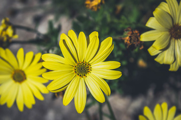 Yellow Flower