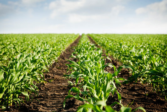 Young corn rows stretching to horizon 