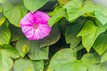 Beautiful pink morning glory flower (Ipomoea carnea) on tree. Ipomoea carnea, the pink morning glory, is a species of morning glory. This flowering plant has heart-shaped leaves that are a rich green.
