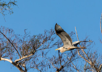 Flying Great blue heron Ardea herodias