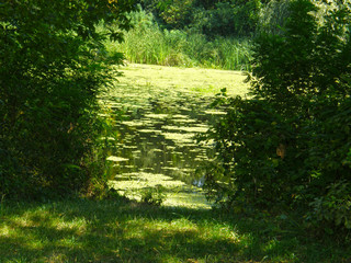 Swamp forest lake