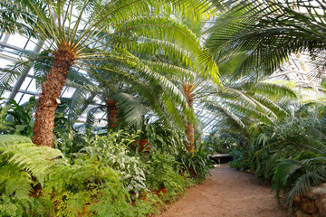 Tropical greenhouse/glasshouse with evergreen plants, exotic palms, ferns in a sunny day with beautiful light. Various palms in botanical garden. 