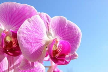 Orchidea al sole