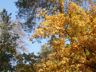yellow tree in autumn