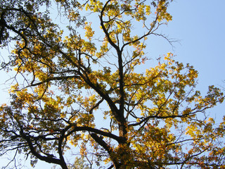 yellow tree in autumn