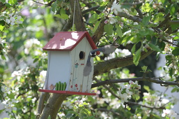 Kohlmeise an Nistkasten