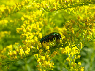 Big beetle on a yellow flower