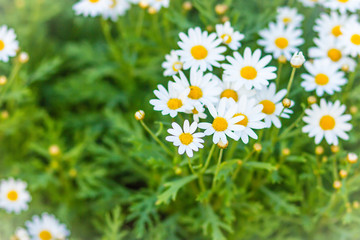 Beautiful white ox-eye daisy flowers (Leucanthemum vulgare) on flowerbed. Leucanthemum vulgare, the ox-eye daisy, or oxeye daisy, is a widespread flowering plant native to Europe.