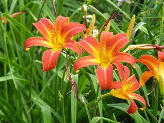 Fototapeta premium flowers in the garden