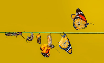 A farm for butterflies, pupae and cocoons are suspended. Concept transformation of Butterfly