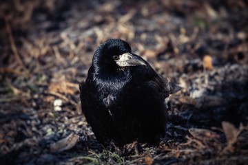 Young black crow winter cold life nature 