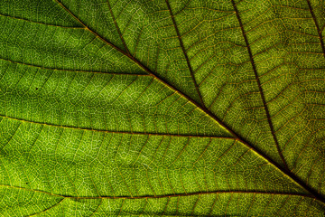 Fototapeta na wymiar tree leaf macrostructure, dry tree leaf detail