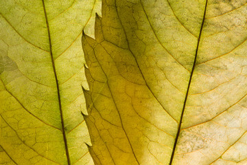Naklejka na ściany i meble tree leaf macrostructure, dry tree leaf detail yellow