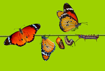 A farm for butterflies, pupae and cocoons are suspended. Concept transformation of Butterfly