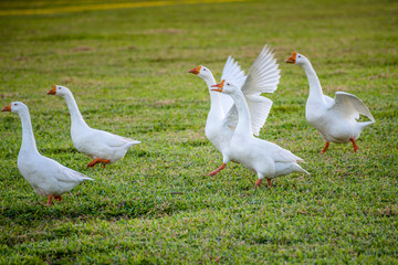 Ducks flying