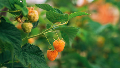 Yellow Or Golden Raspberries. Growing Organic Berries Closeup. Ripe Raspberry In Fruit Garden. Panorama