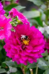 Dahlia et abeille