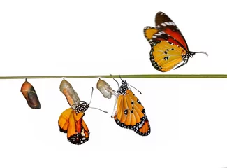 Fototapeten A farm for butterflies, pupae and cocoons are suspended. Concept transformation of Butterfly © blackdiamond67