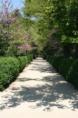 Fototapeta na wymiar path in garden