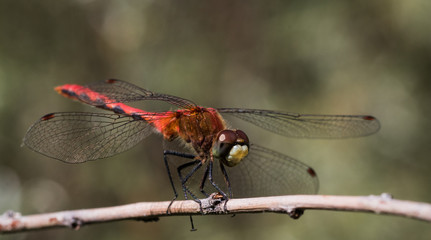 A meadowhawk dragonfly rests on a twig in Cheyenne, Wyoming