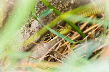 Cute golden tree snake (Chrysopelea ornata) is slithering on cluttered grass. Chrysopelea ornata is also known as golden tree snake, ornate flying snake, golden flying snake, found in Southeast Asia.