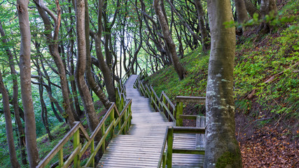 Fototapeta premium wooden walkway in forest