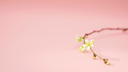 Blooming cherry branch isolated on coral background