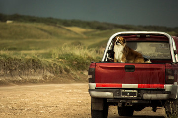 truck on the road with a dog inside