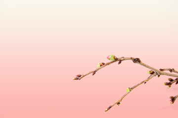 Blooming cherry branch isolated on coral background
