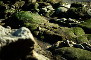 seaweed on the rocks