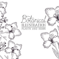 botanical illustration label with plants and herbs