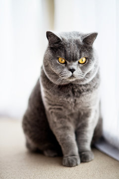 Portrait of purebred cat 