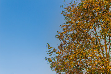 Burma padauk (Pterocarpus macrocarpus) tree branches with green leaves and sky copy space for text. Pterocarpus macrocarpus, or Burma padauk is a tree native to the tropical forests of southeast Asia.