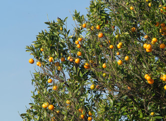 Fototapeta na wymiar orange full of ripe juicy fruits