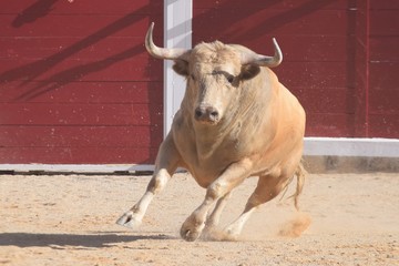 Obraz na płótnie Canvas spanish bull