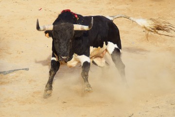 spanish bull
