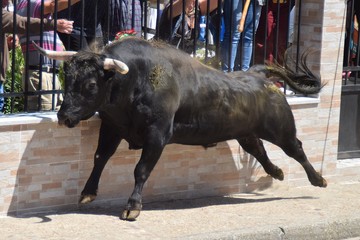 a bull