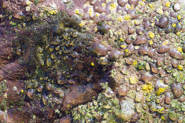 lichen on a rock