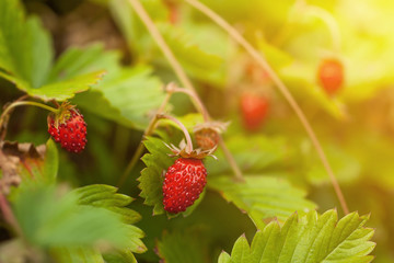 Wild forest strawberry small delicious fruit
