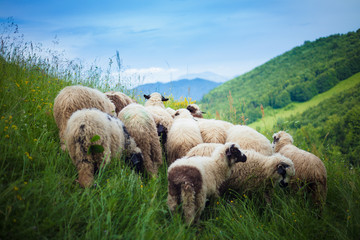 Little flock of lambs in green pasture in peaceful land