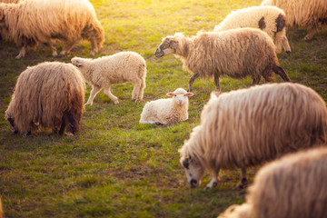 Beautiful little lamb at sunset looking at the camera © bdavid32