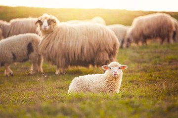 Beautiful little lamb at sunset looking at the camera