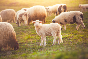 Obraz na płótnie Canvas Beautiful little lamb at sunset looking at the camera