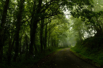 Fototapeta na wymiar Winding dirt gravel road through sunny green forest illuminated by sunbeams through mist