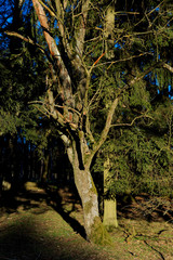 Dying tree
